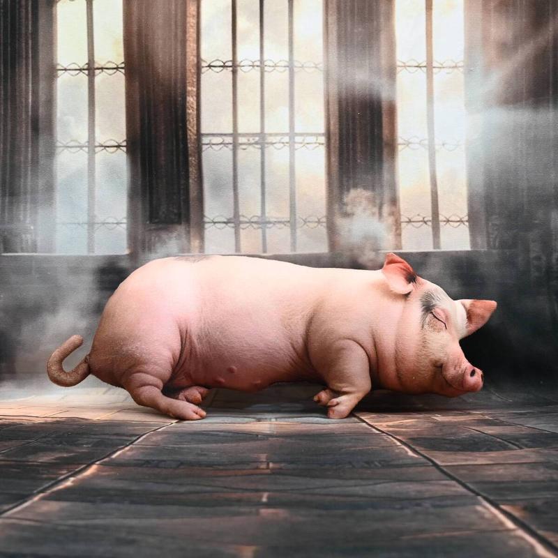 Kawaii Realistic Sleeping Pig  - огляд і ціна Home Office With Sofa